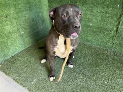 Shelter Stray Female Dog last seen , 5210 W Ave I, Lancaster, CA 93536, USA