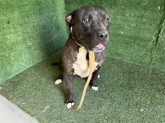 Shelter Stray Female Dog last seen , 5210 W Ave I, Lancaster, CA 93536, USA