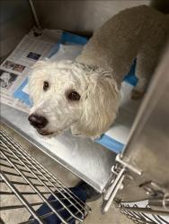 Shelter Stray Unknown Dog last seen , West Valley Animal Shelter, 20655 Plummer St, Chatsworth, CA 91311, USA