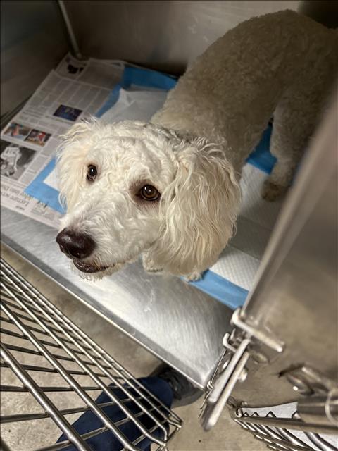 Shelter Stray Unknown Dog last seen , West Valley Animal Shelter, 20655 Plummer St, Chatsworth, CA 91311, USA