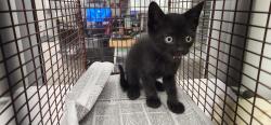 Shelter Stray Unknown Cat last seen , 11361 W Pico Blvd, Los Angeles, CA 90064, USA