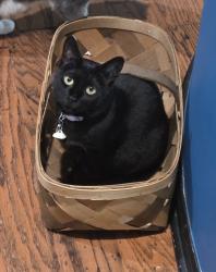 Reunited Female Cat last seen Farmsbury dr, Reynoldsburg, OH 43068