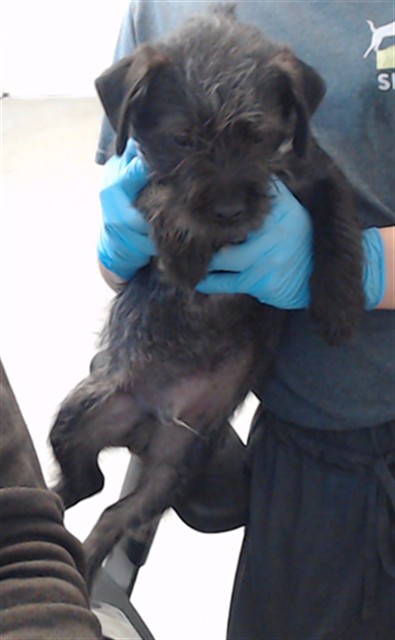 Shelter Stray Male Dog last seen GOLDEN GATE X LEAVENWORTH, 1419 Bryant St, San Francisco, CA 94103, USA