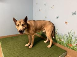 Shelter Stray Male Dog last seen , 38550 Sierra Hwy, Palmdale, CA 93550, USA