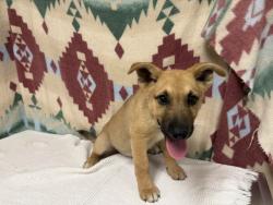 Shelter Stray Male Dog last seen , 38550 Sierra Hwy, Palmdale, CA 93550, USA