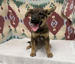Shelter Stray Female Dog last seen , 38550 Sierra Hwy, Palmdale, CA 93550, USA