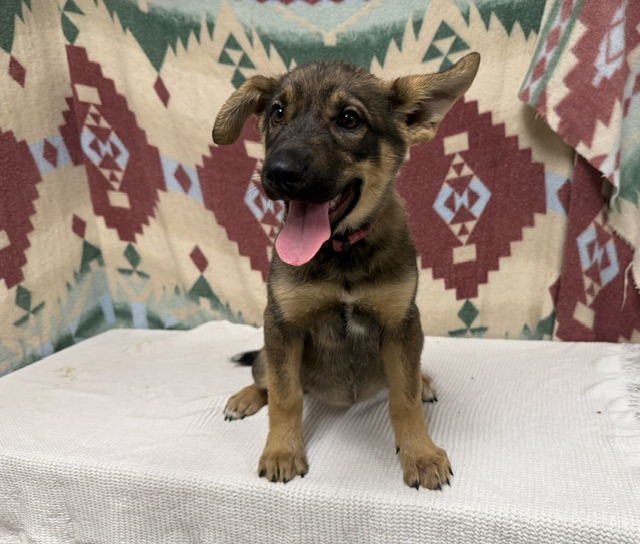 Shelter Stray Female Dog last seen , 38550 Sierra Hwy, Palmdale, CA 93550, USA
