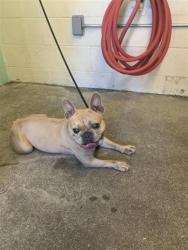 Shelter Stray Female Dog last seen A STREET & 16TH STREET, 2127 Front St, Sacramento, CA 95818, USA