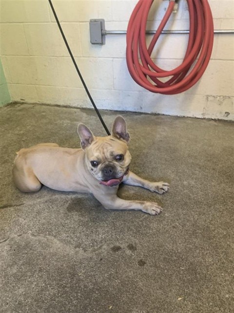 Shelter Stray Female Dog last seen A STREET & 16TH STREET, 2127 Front St, Sacramento, CA 95818, USA
