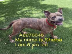 Shelter Stray Female Dog last seen , 1850 W 60th St, Los Angeles, CA 90047, USA