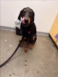 Shelter Stray Male Dog last seen , 1850 W 60th St, Los Angeles, CA 90047, USA