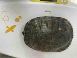 Shelter Stray Unknown Reptile last seen ASH ST, 2481 Palomar Airport Rd, Carlsbad, CA 92011, USA