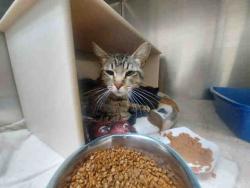 Shelter Stray Female Cat last seen HWY 67, 2481 Palomar Airport Rd, Carlsbad, CA 92011, USA