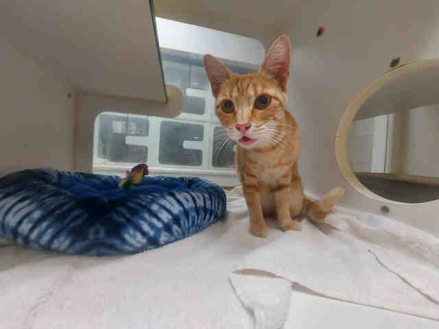 Shelter Stray Female Cat last seen GOLDEN RD, 2481 Palomar Airport Rd, Carlsbad, CA 92011, USA