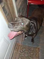 Reunited Male Dog last seen Maple Street, Scranton, PA 18505