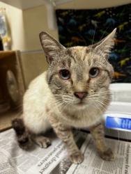 Shelter Stray Male Cat last seen PAHUTE DR / PAN AM BLVD, MORENO VALLEY, CA 92553, 6851 Van Buren Boulevard, Jurupa Valley, CA 92509, USA