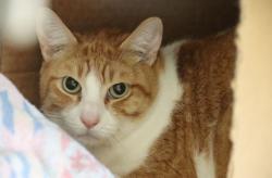 Shelter Stray Female Cat last seen , 4000 N Silverbell Rd, Tucson, AZ 85745, USA