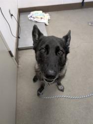 Shelter Stray Female Dog last seen , 4000 N Silverbell Rd, Tucson, AZ 85745, USA