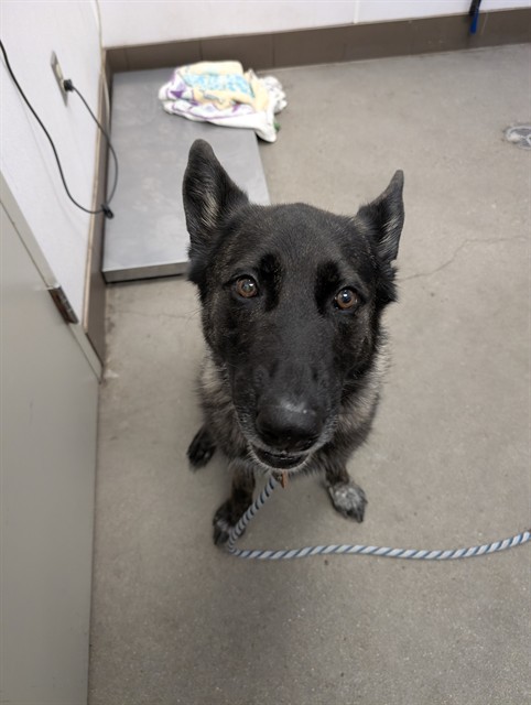 Shelter Stray Female Dog last seen , 4000 N Silverbell Rd, Tucson, AZ 85745, USA