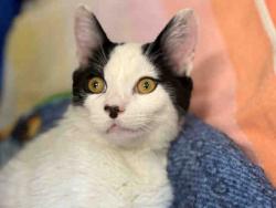 Shelter Stray Male Cat last seen PLACED IN MEDICAL/PICTURE POSTED, 5821 Sweetwater Rd, Bonita, CA 91902, USA