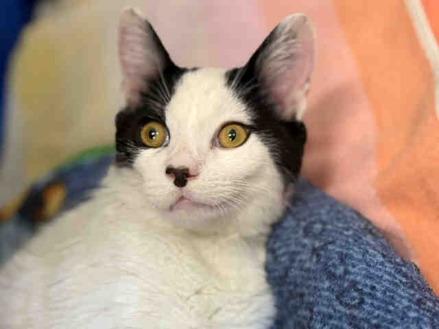 Shelter Stray Male Cat last seen PLACED IN MEDICAL/PICTURE POSTED, 5821 Sweetwater Rd, Bonita, CA 91902, USA