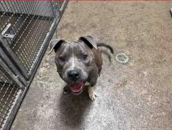 Shelter Stray Male Dog last seen RIVER ST, 5821 Sweetwater Rd, Bonita, CA 91902, USA