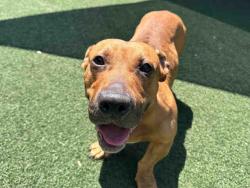 Shelter Stray Male Dog last seen , 5821 Sweetwater Rd, Bonita, CA 91902, USA