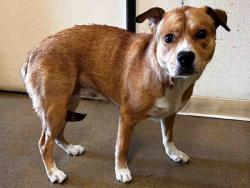 Shelter Stray Female Dog last seen , 5821 Sweetwater Rd, Bonita, CA 91902, USA