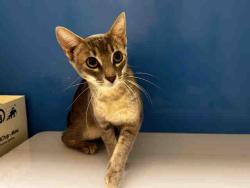 Shelter Stray Female Cat last seen , 5821 Sweetwater Rd, Bonita, CA 91902, USA