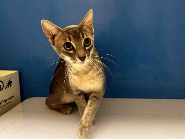Shelter Stray Female Cat last seen , 5821 Sweetwater Rd, Bonita, CA 91902, USA