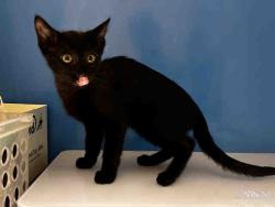 Shelter Stray Male Cat last seen , 5821 Sweetwater Rd, Bonita, CA 91902, USA