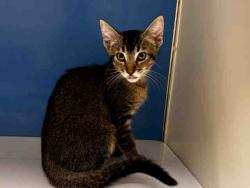 Shelter Stray Female Cat last seen , 5821 Sweetwater Rd, Bonita, CA 91902, USA