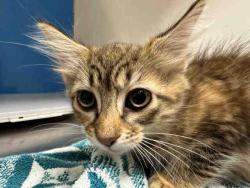 Shelter Stray Female Cat last seen , 5821 Sweetwater Rd, Bonita, CA 91902, USA