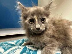 Shelter Stray Female Cat last seen , 5821 Sweetwater Rd, Bonita, CA 91902, USA