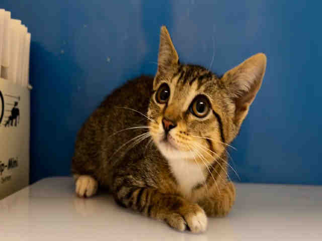 Shelter Stray Female Cat last seen , 5821 Sweetwater Rd, Bonita, CA 91902, USA