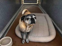 Shelter Stray Female Dog last seen , 5821 Sweetwater Rd, Bonita, CA 91902, USA