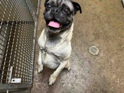 Shelter Stray Male Dog last seen , 5821 Sweetwater Rd, Bonita, CA 91902, USA