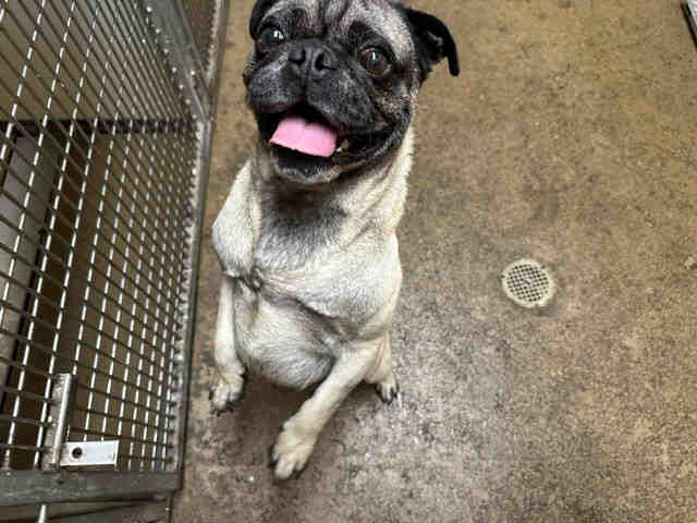 Shelter Stray Male Dog last seen , 5821 Sweetwater Rd, Bonita, CA 91902, USA