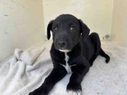 Shelter Stray Female Dog last seen TECATE RD, 5821 Sweetwater Rd, Bonita, CA 91902, USA