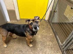 Shelter Stray Female Dog last seen , 5821 Sweetwater Rd, Bonita, CA 91902, USA