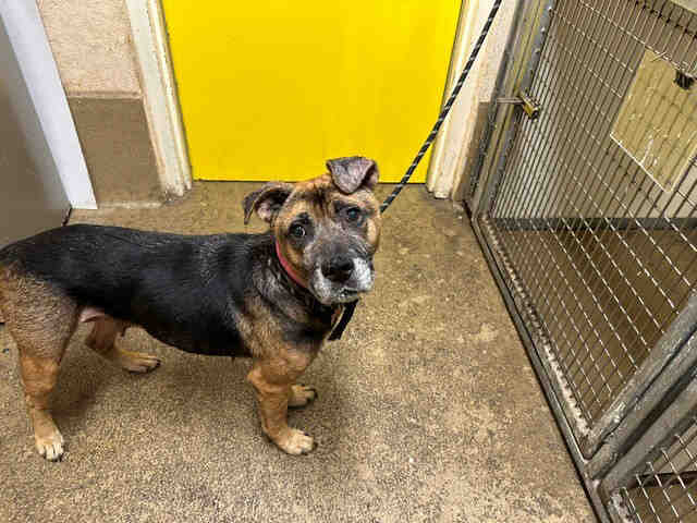 Shelter Stray Female Dog last seen , 5821 Sweetwater Rd, Bonita, CA 91902, USA