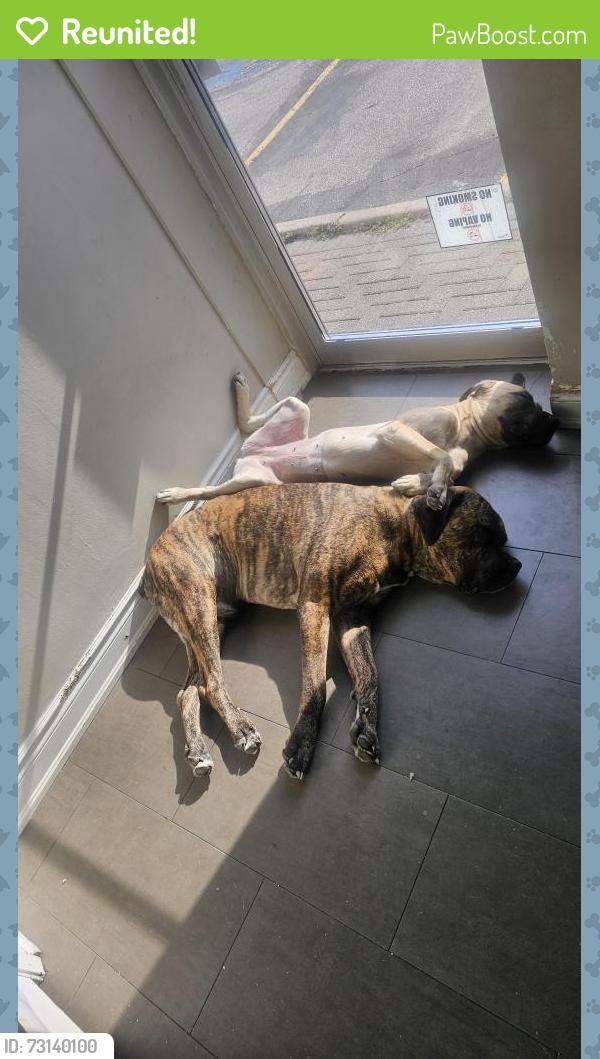 Reunited Male Dog last seen Near goreway dr, Mississauga, ON L4T 4J2
