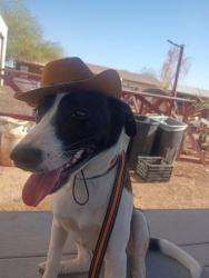 Reunited Female Dog last seen Signal butte/ Broadway, Mesa, AZ 85208