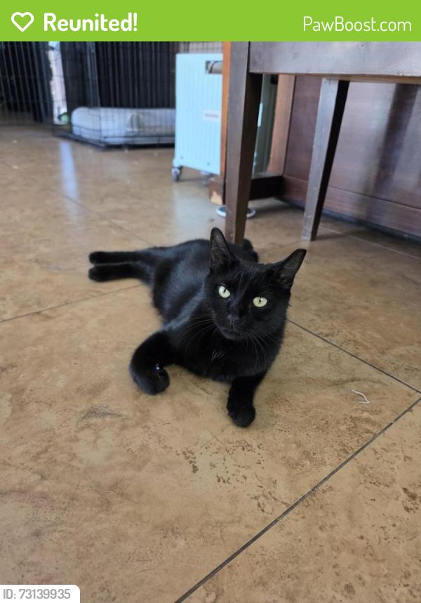 Reunited Female Cat last seen Hawken Way and Danielson, Chandler, AZ 85286