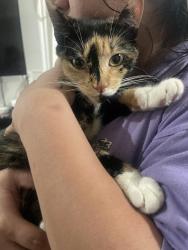 Reunited Female Cat last seen Plymouth and grant, New Haven, CT 06519
