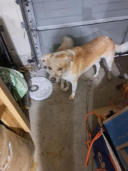 Reunited Unknown Dog last seen Ravensworth & W. Airport, Houston, TX 77031