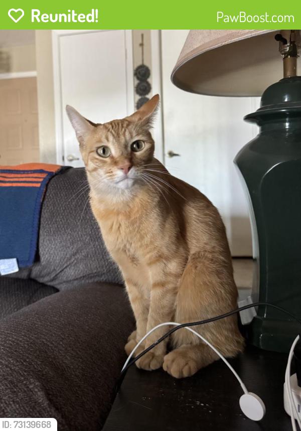 Reunited Male Cat last seen 82nd Ave and Corrine, Peoria, AZ, Peoria, AZ 85381