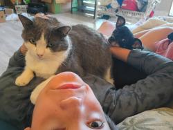 Lost Male Cat last seen Laurel Oaks and Huisache, Richmond, TX 77469
