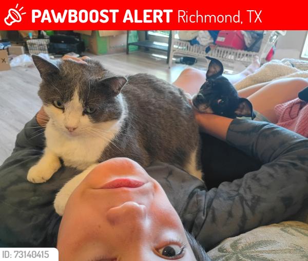 Lost Male Cat last seen Laurel Oaks and Huisache, Richmond, TX 77469