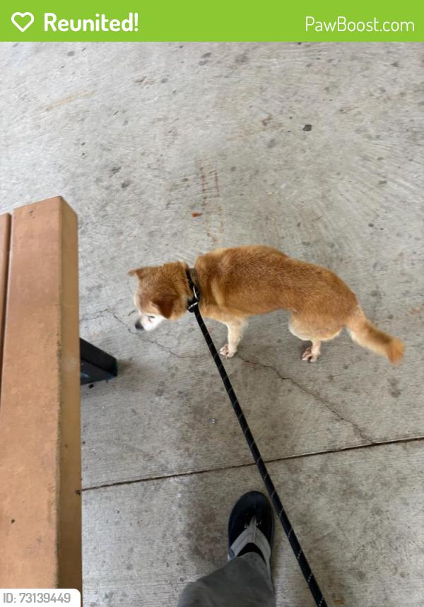 Reunited Unknown Dog last seen Beach club, Katy, TX 77450